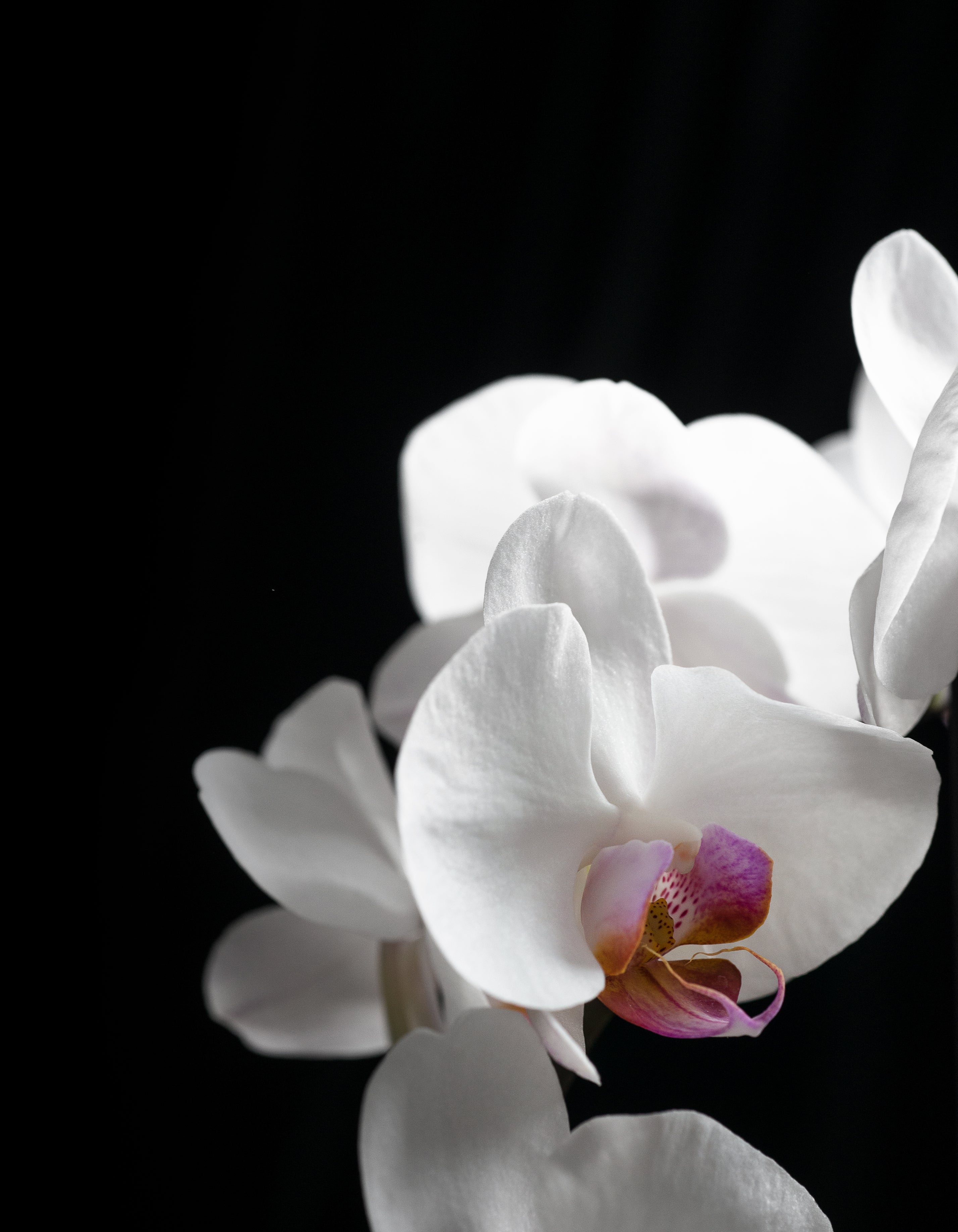 The Perfect Pairing: Why Vanilla Blends Beautifully with Other Scents