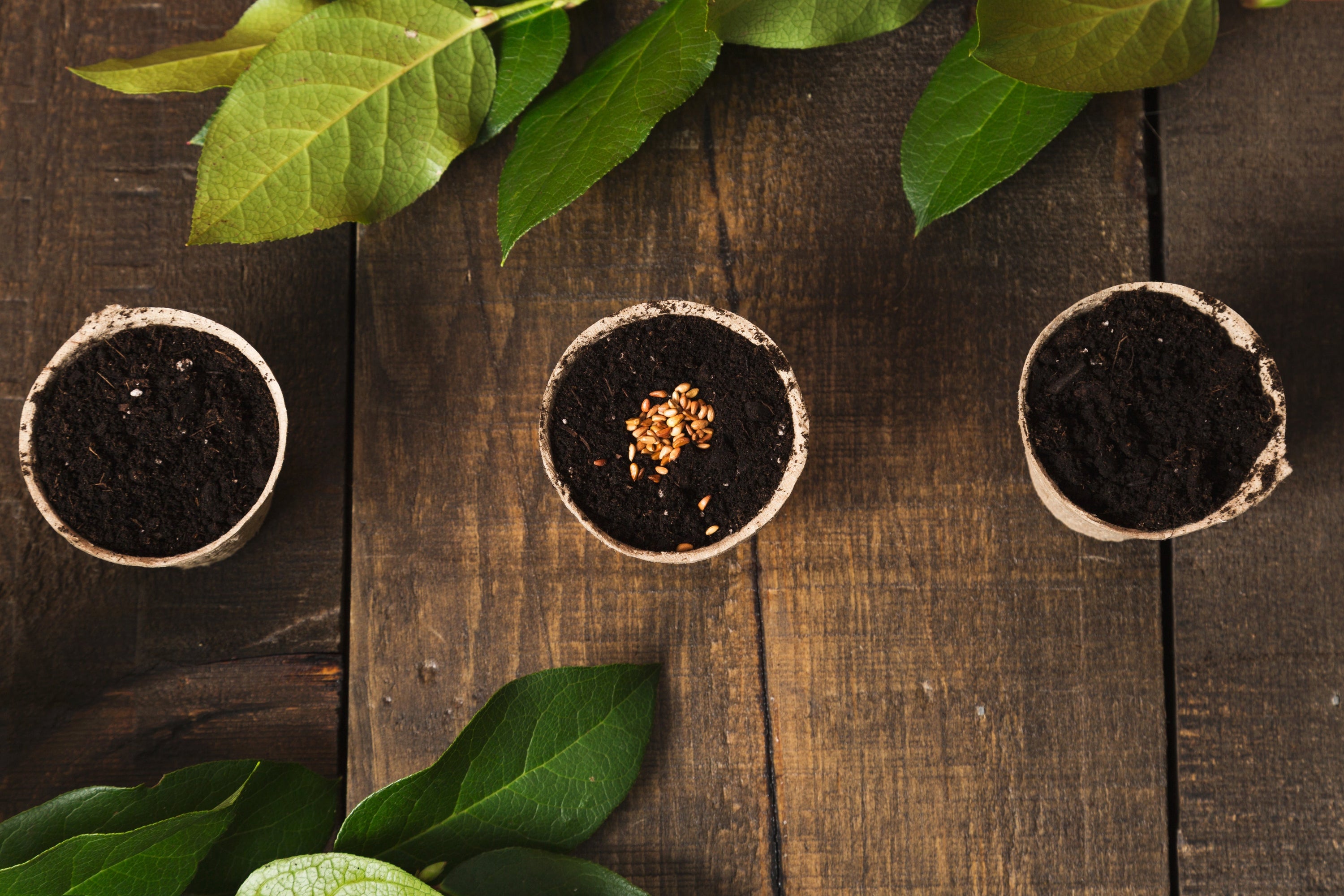Patchouli & Spring: Cultivating Peace in the Garden