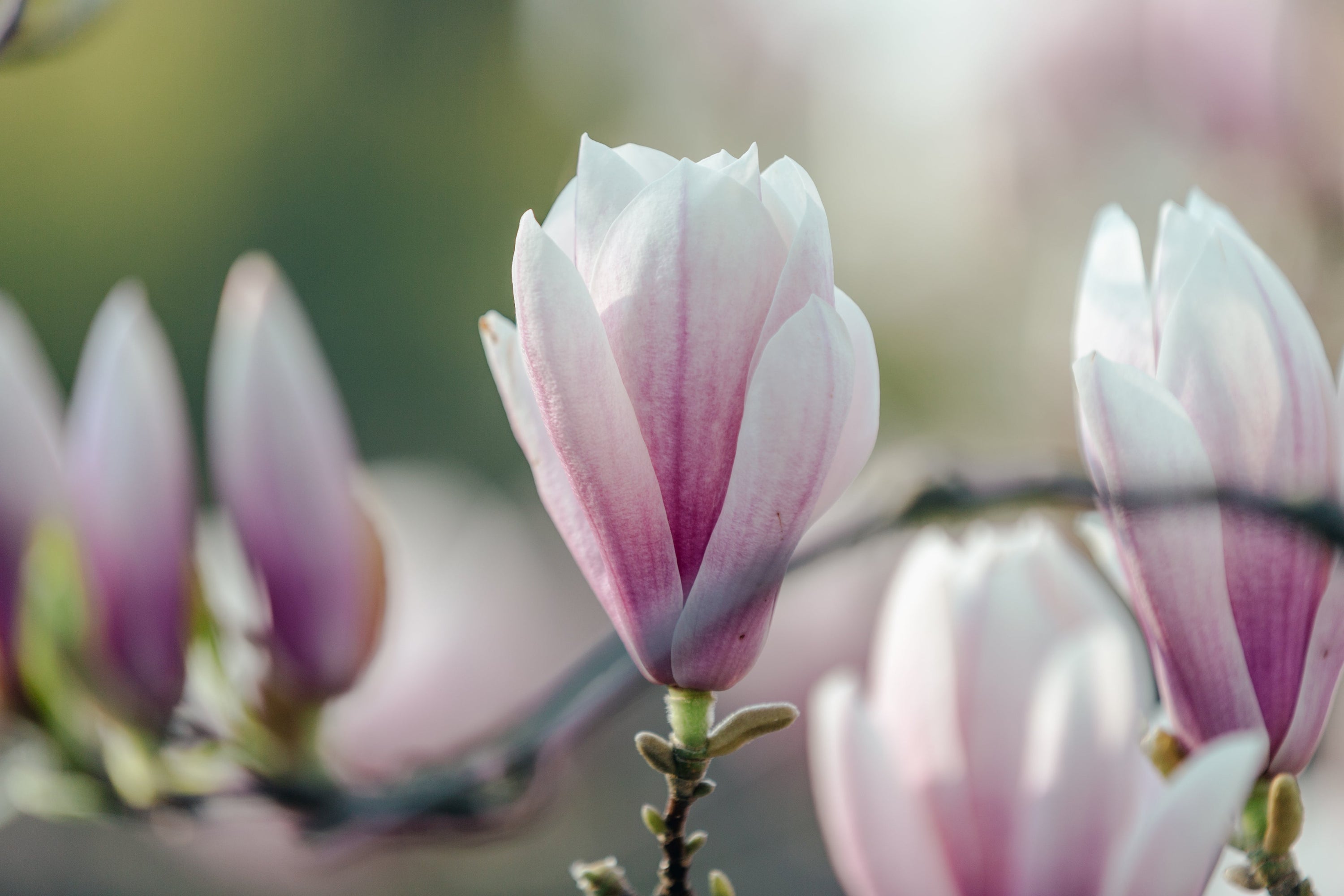 Magnolias in Bloom: A Fragrant Spring Awakening
