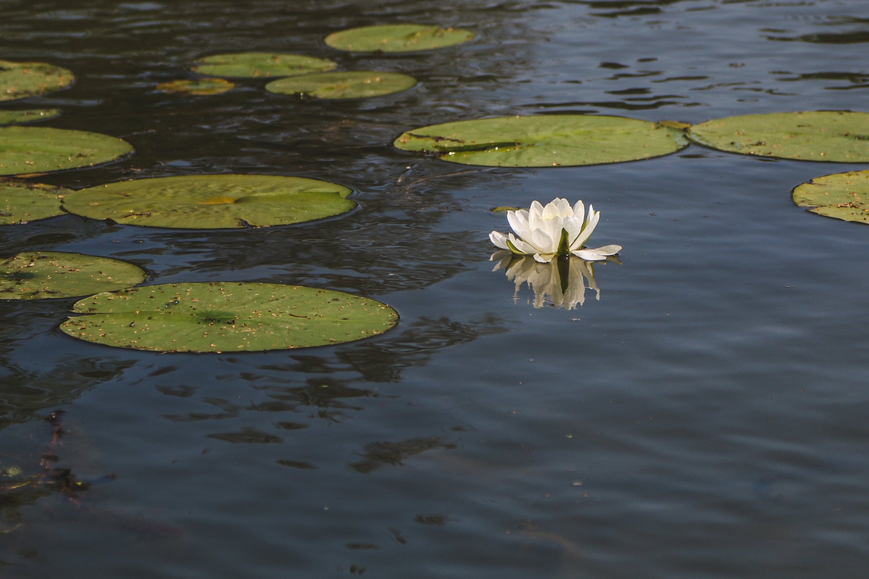 Lotus Incense: A Fragrance of Tranquility and Ancient Wisdom