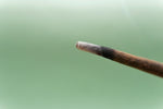 Karnak Hand Rolled Natural Blue Lotus, Jasmine & Oudh Incense Sticks